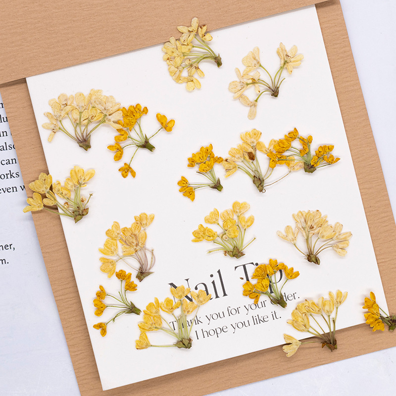 24 Stück, Natürliche Echte Gep – Dried Flower Bookmark Bewertung und Preis